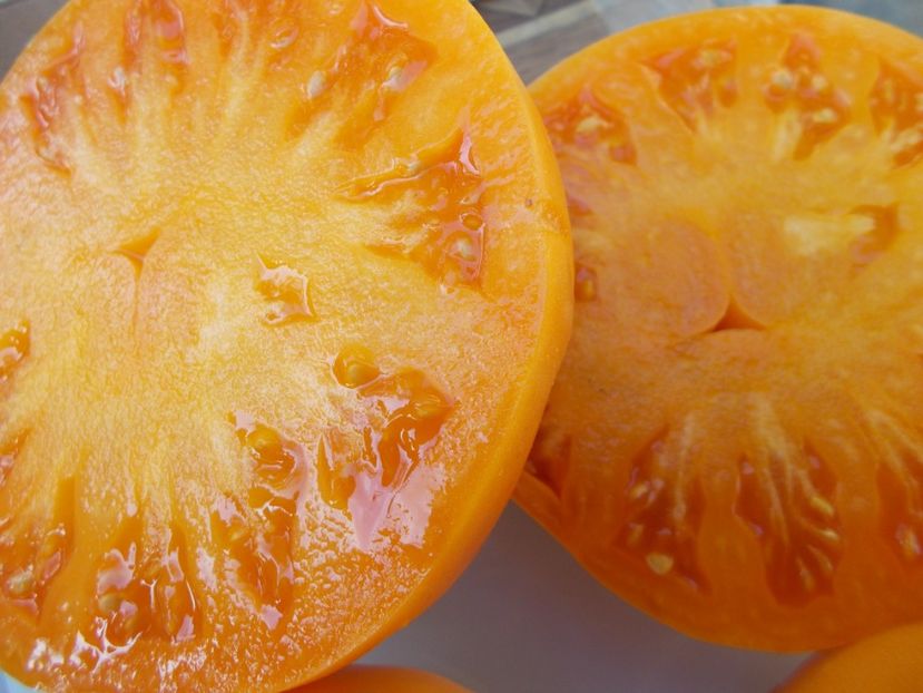  - SEMINTE ROSII - T 602 AMISH ORANGE SHERBET