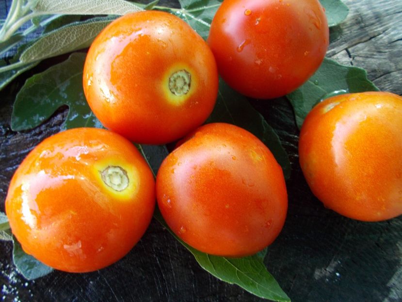  - SEMINTE ROSII - T 658 KATJA - sezon scurt