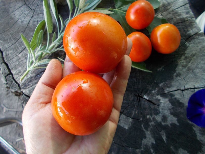  - SEMINTE ROSII - T 658 KATJA - sezon scurt