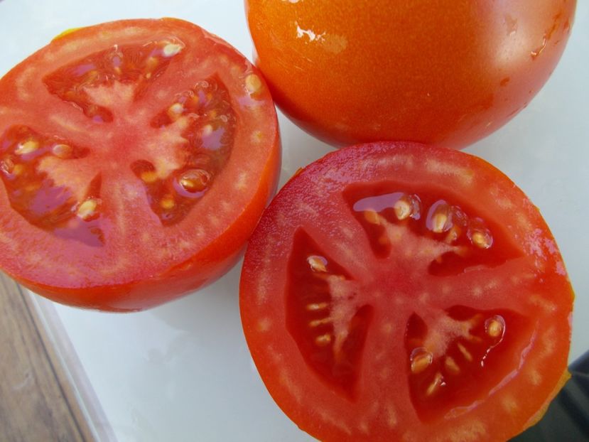  - SEMINTE ROSII - T 658 KATJA - sezon scurt