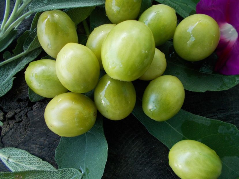  - SEMINTE ROSII - T 771 - VERDE CLARO