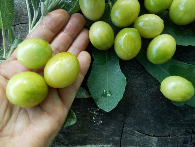  - SEMINTE ROSII - T 771 - VERDE CLARO