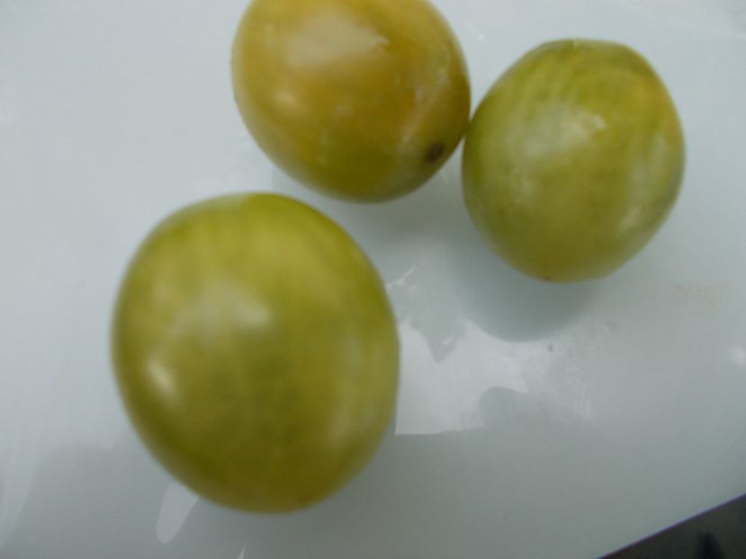  - SEMINTE ROSII - T 771 - VERDE CLARO