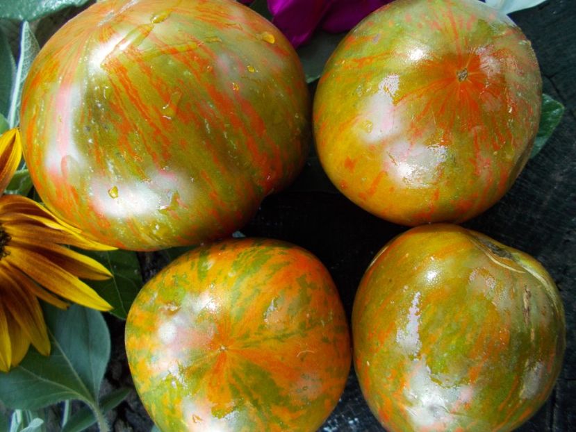  - SEMINTE ROSII - T 806 TAYIN DY