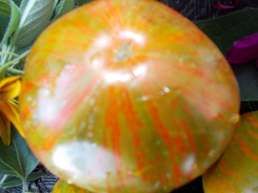  - SEMINTE ROSII - T 806 TAYIN DY