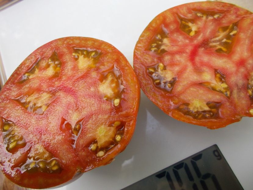  - SEMINTE ROSII - T 806 TAYIN DY