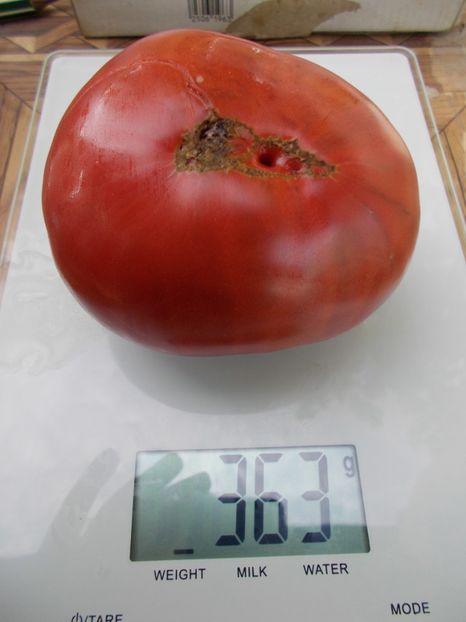  - SEMINTE ROSII - T 794 ROSSELLA PURPLE