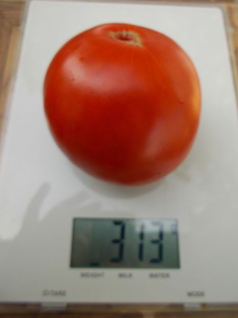  - SEMINTE ROSII - T 645 COEUR DU TIBET