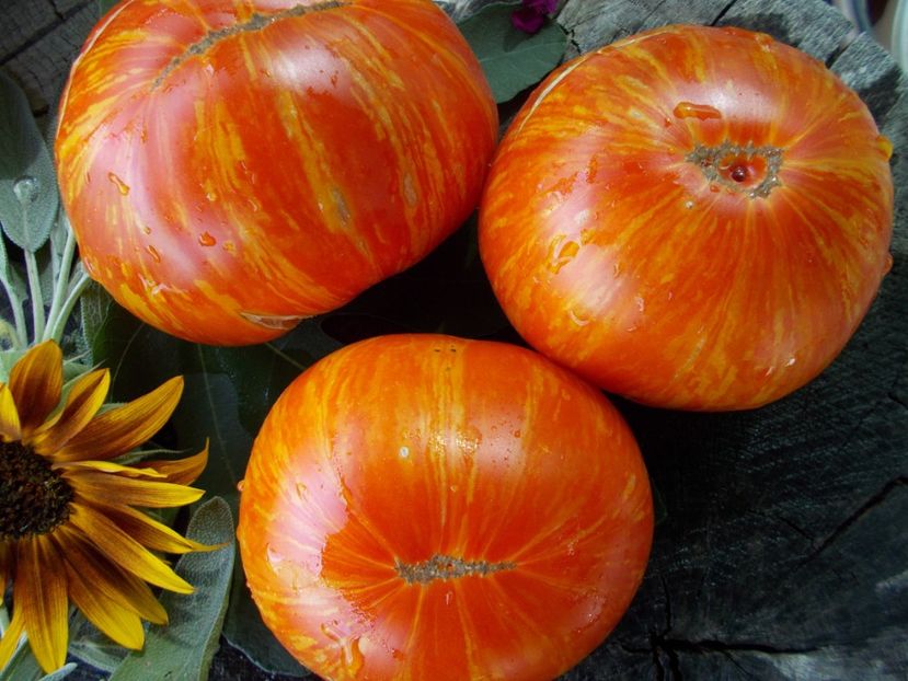  - SEMINTE ROSII - T 649 DOMAINE DE SAINT JEAN DE BEAUREGARD