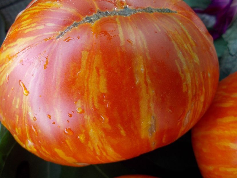  - SEMINTE ROSII - T 649 DOMAINE DE SAINT JEAN DE BEAUREGARD