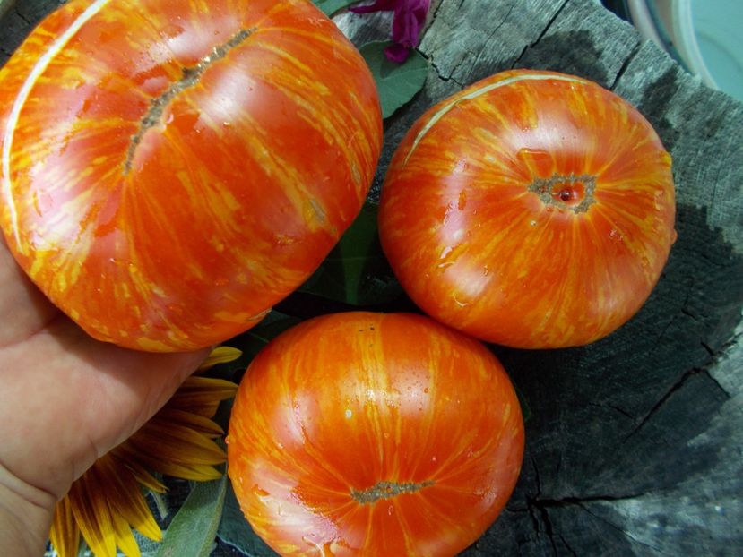  - SEMINTE ROSII - T 649 DOMAINE DE SAINT JEAN DE BEAUREGARD