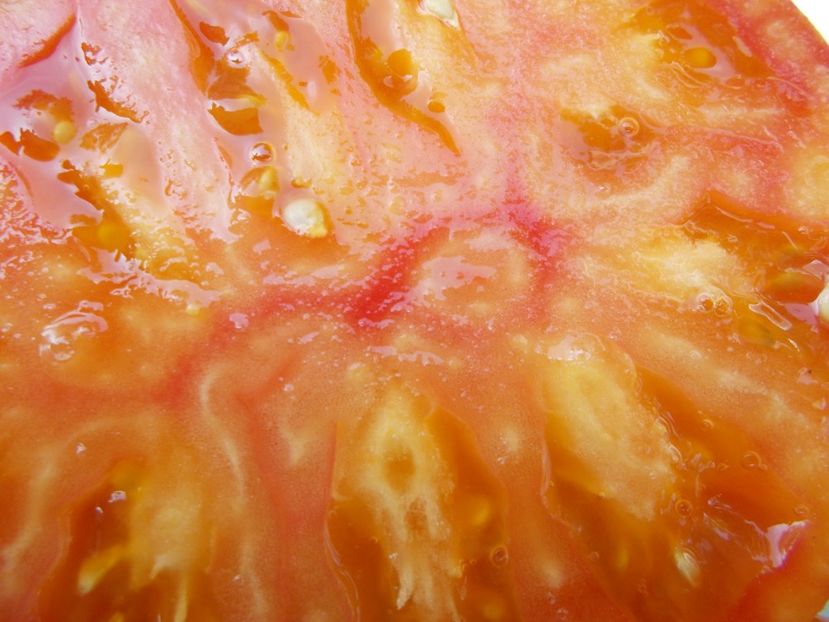  - SEMINTE ROSII - T 649 DOMAINE DE SAINT JEAN DE BEAUREGARD