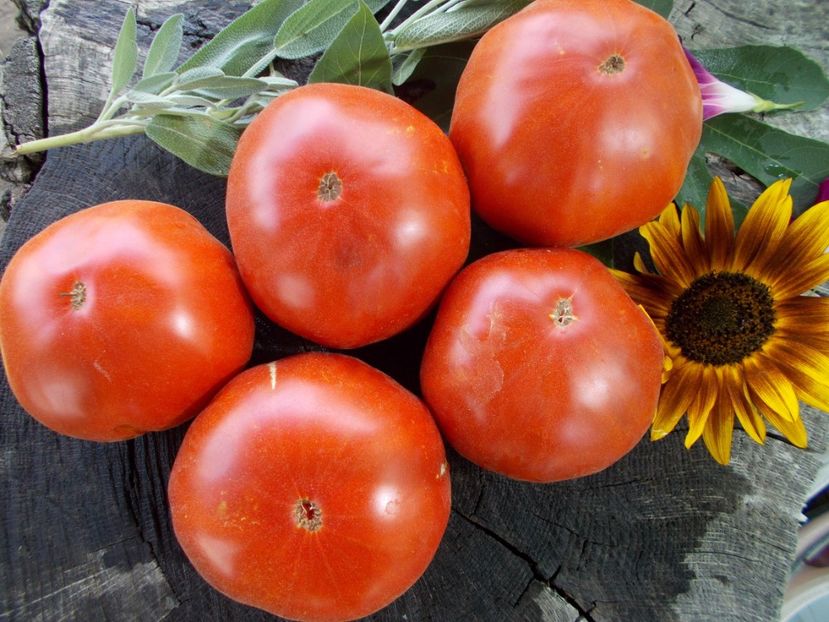  - SEMINTE ROSII - T 677 APRIKOS APRIKOSE