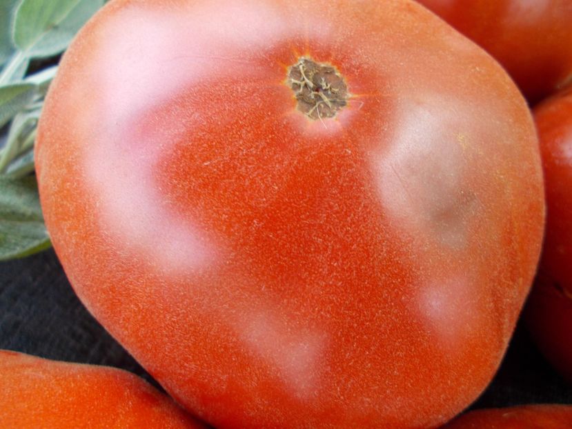  - SEMINTE ROSII - T 677 APRIKOS APRIKOSE