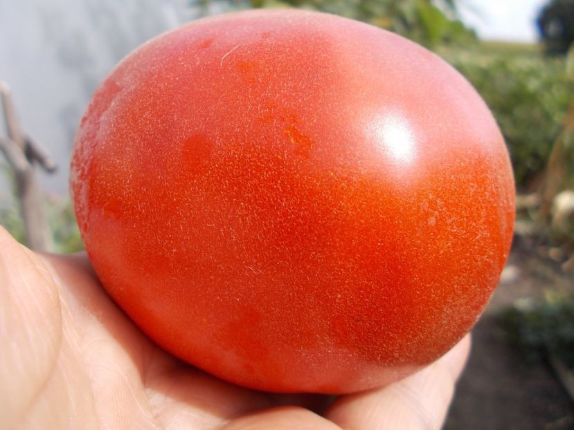  - SEMINTE ROSII - T 677 APRIKOS APRIKOSE