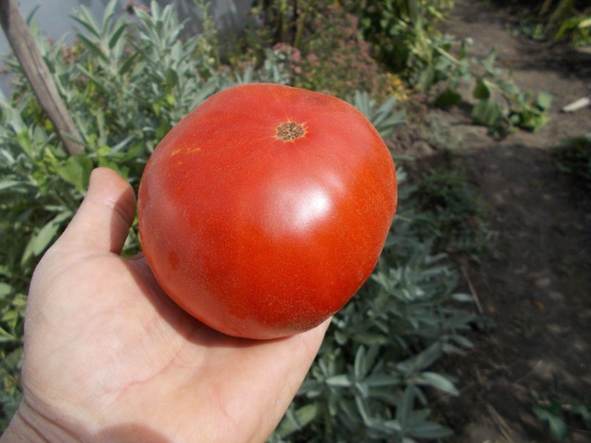  - SEMINTE ROSII - T 677 APRIKOS APRIKOSE