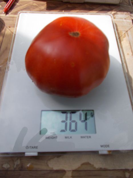  - SEMINTE ROSII - T 677 APRIKOS APRIKOSE