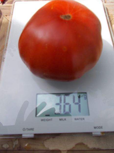  - SEMINTE ROSII - T 677 APRIKOS APRIKOSE