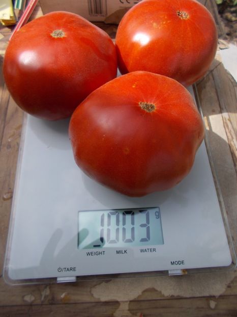  - SEMINTE ROSII - T 677 APRIKOS APRIKOSE