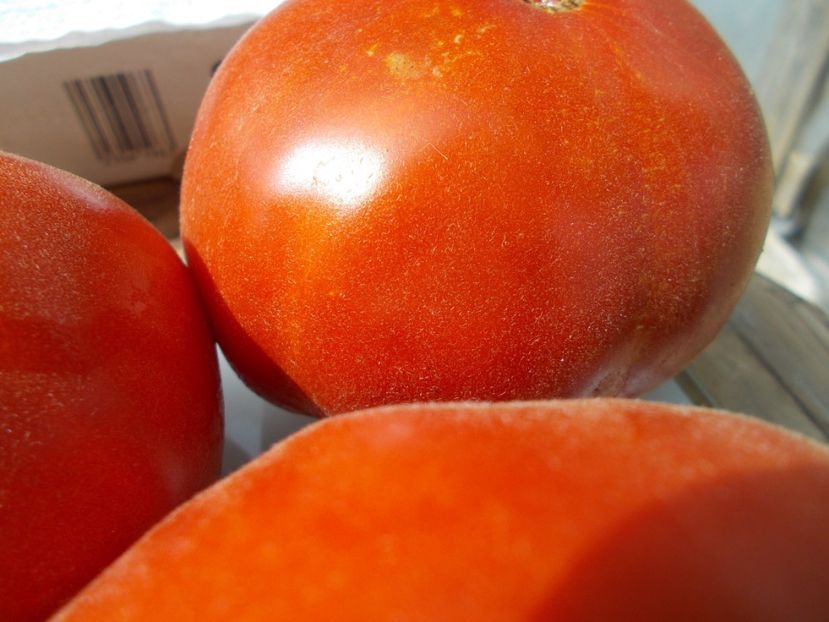  - SEMINTE ROSII - T 677 APRIKOS APRIKOSE