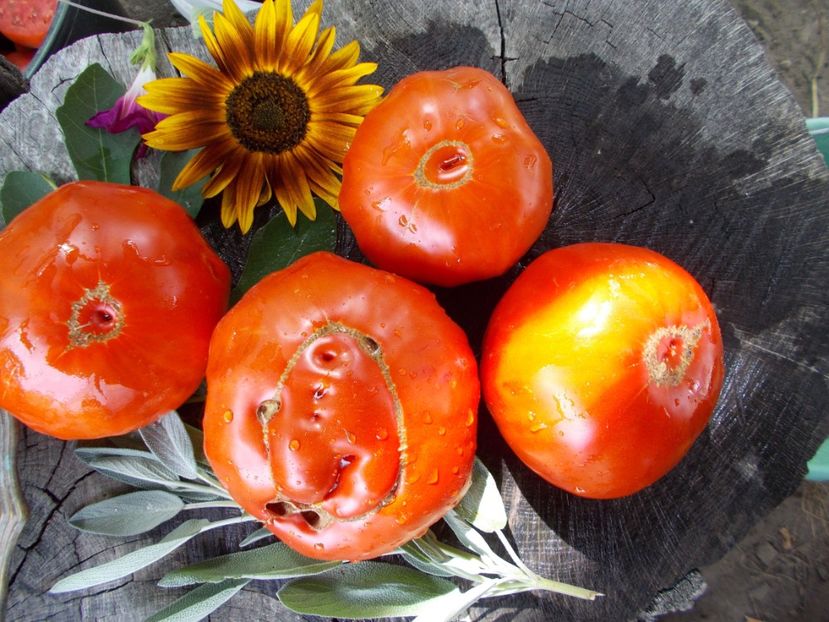  - SEMINTE ROSII - T 769 MOYA