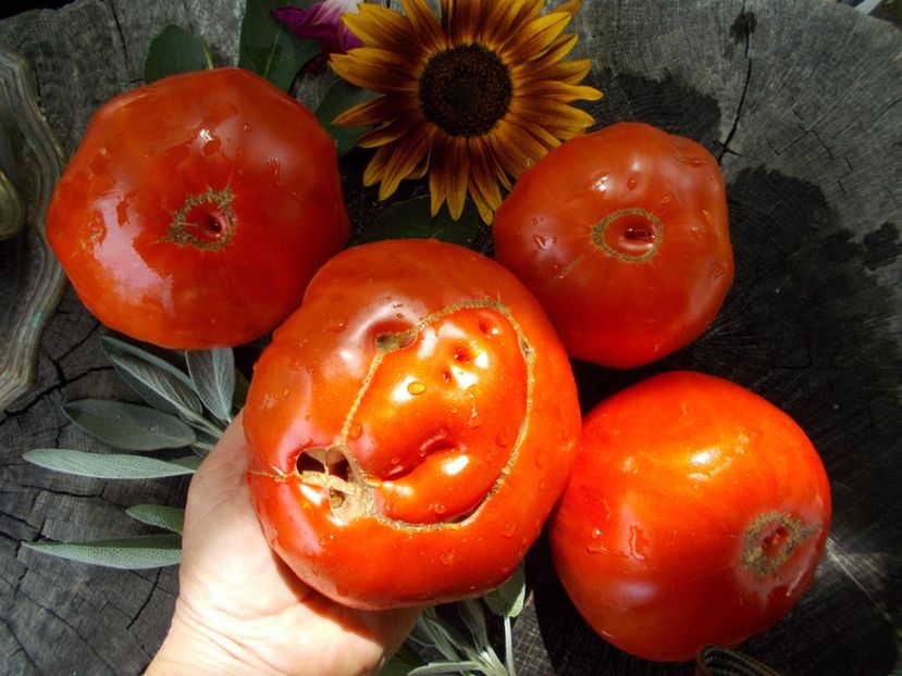  - SEMINTE ROSII - T 769 MOYA