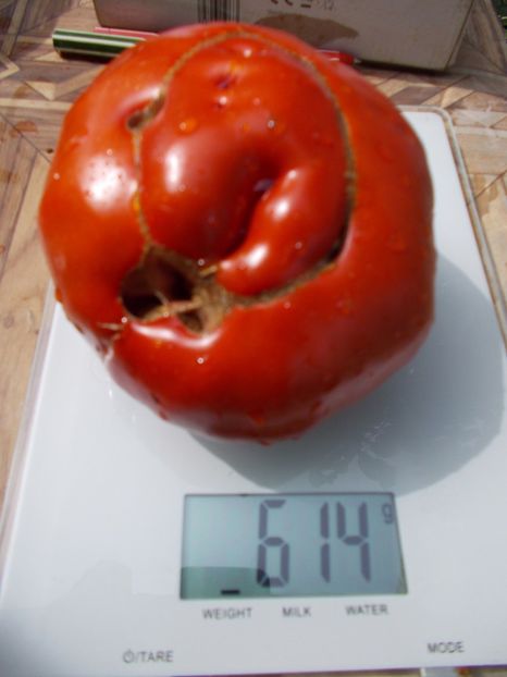  - SEMINTE ROSII - T 769 MOYA