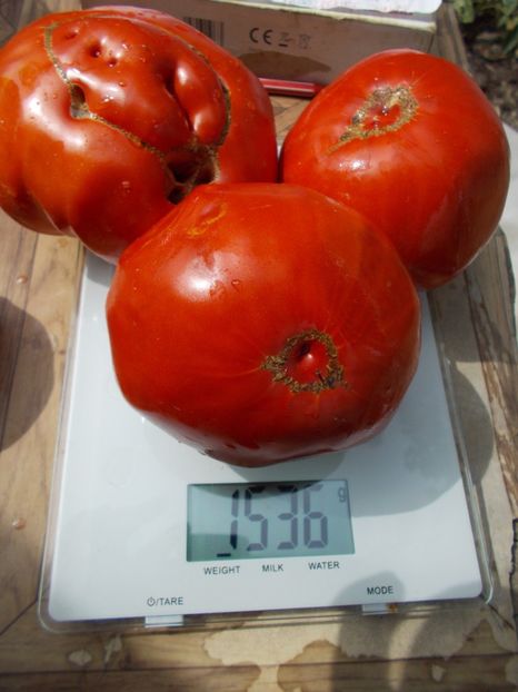  - SEMINTE ROSII - T 769 MOYA