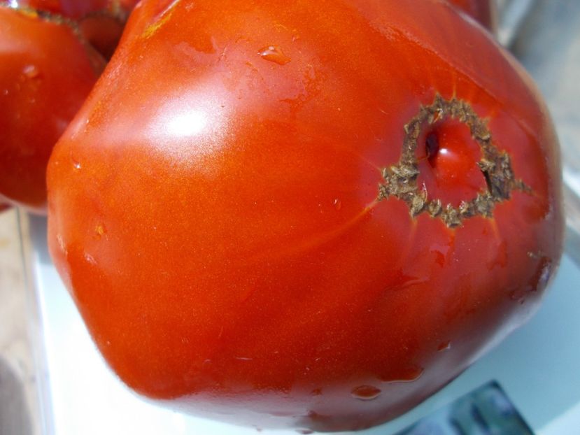  - SEMINTE ROSII - T 769 MOYA