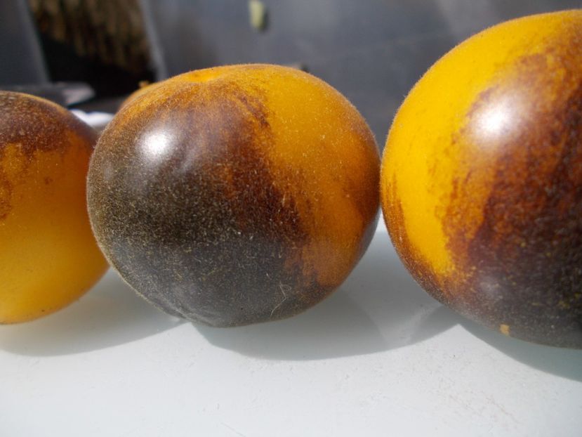  - SEMINTE ROSII - T 776 YAMALI BLUE