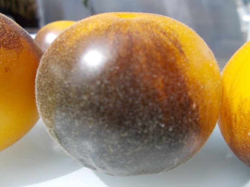  - SEMINTE ROSII - T 776 YAMALI BLUE