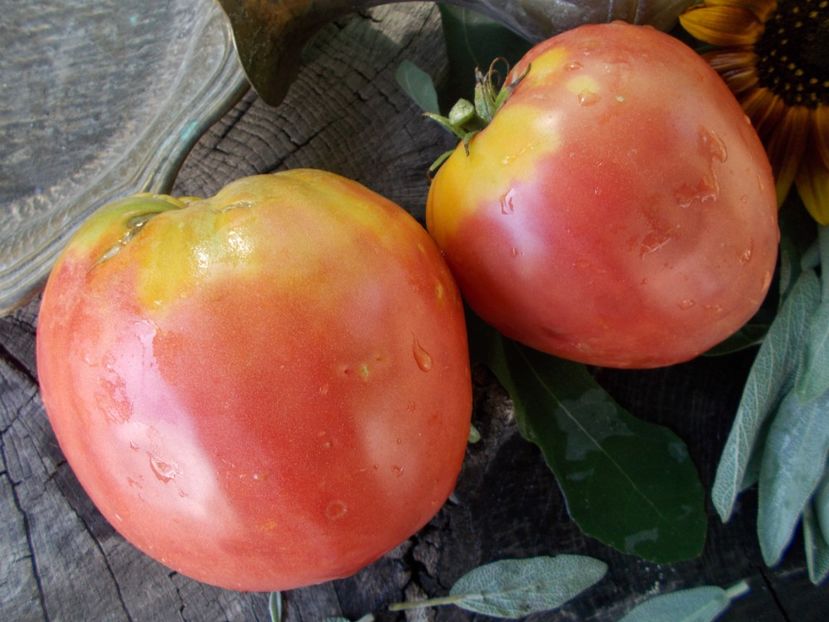  - SEMINTE ROSII - T 676 ORLINYY KLYV