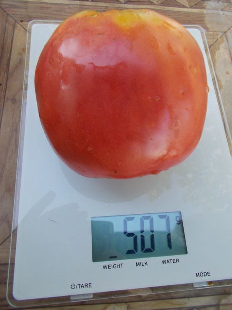  - SEMINTE ROSII - T 676 ORLINYY KLYV