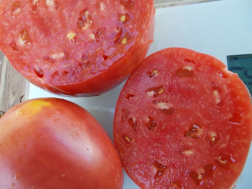  - SEMINTE ROSII - T 676 ORLINYY KLYV