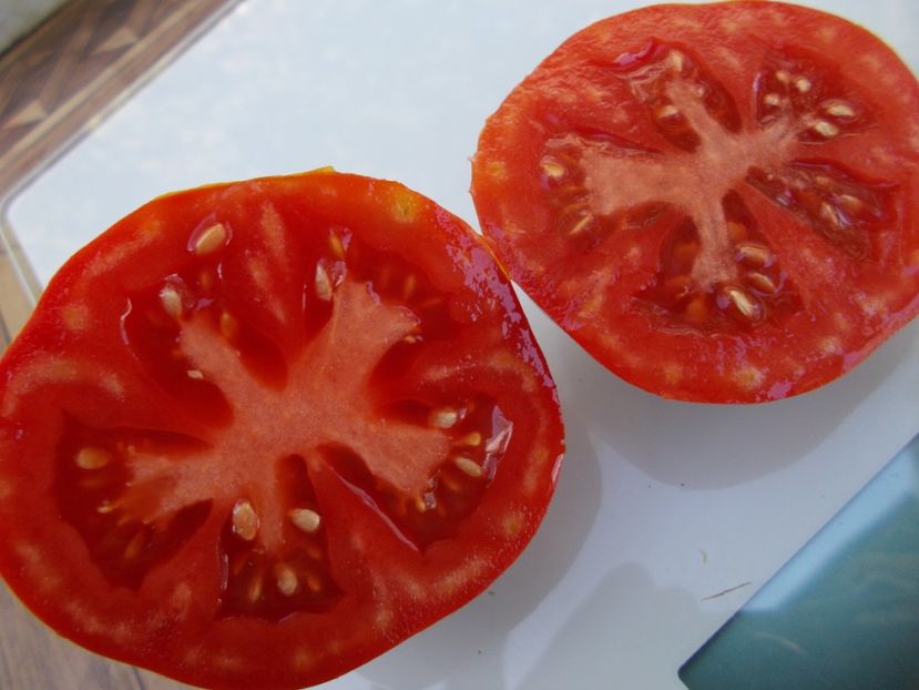  - SEMINTE ROSII - T 638 UZELOK KRASNOY SHAPOCHKI