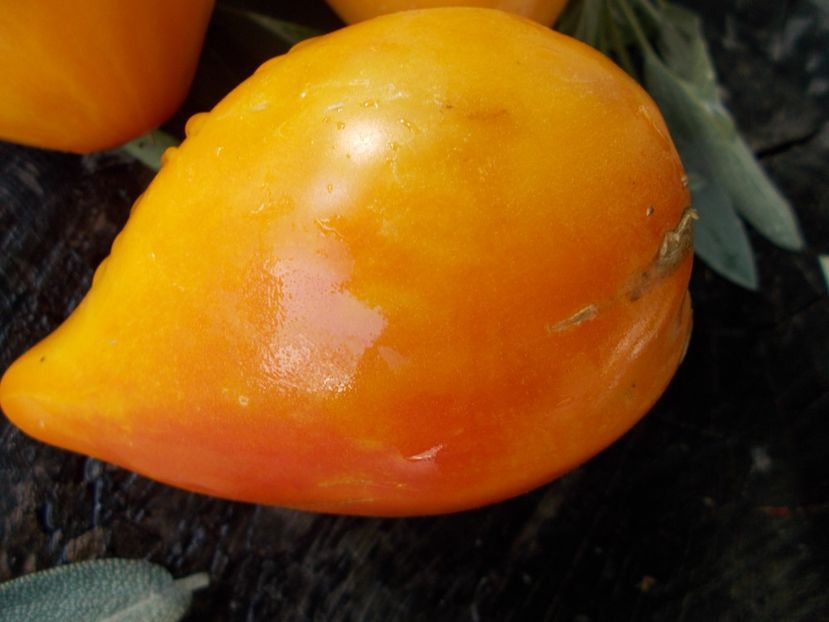  - SEMINTE ROSII - T 675 DESDEMONA S HEART