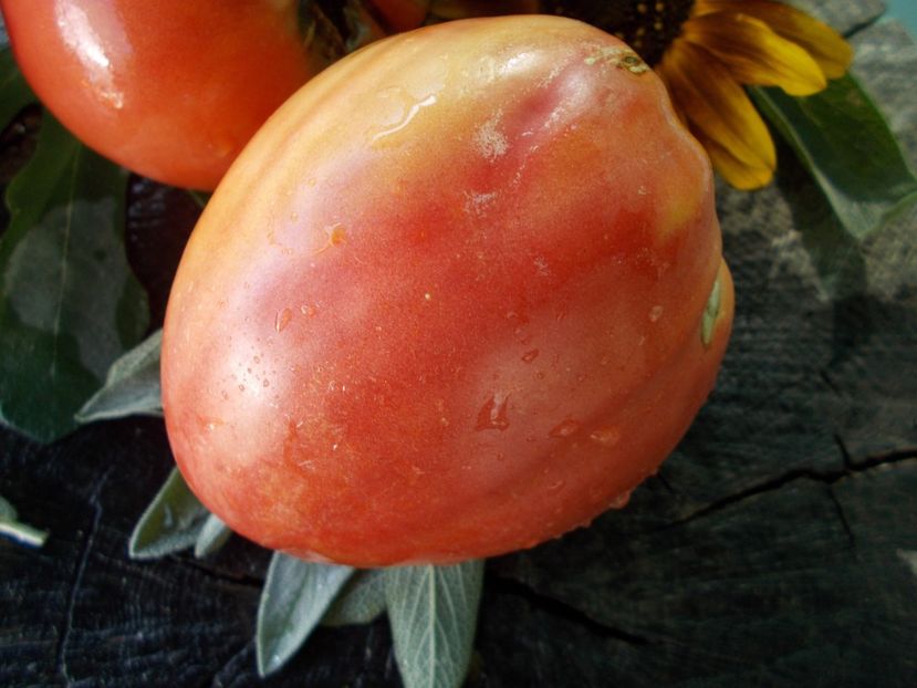  - SEMINTE ROSII - T 678 AFRICAN VINING