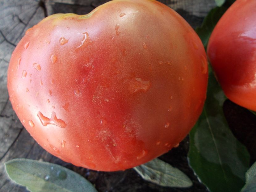  - SEMINTE ROSII - T 678 AFRICAN VINING