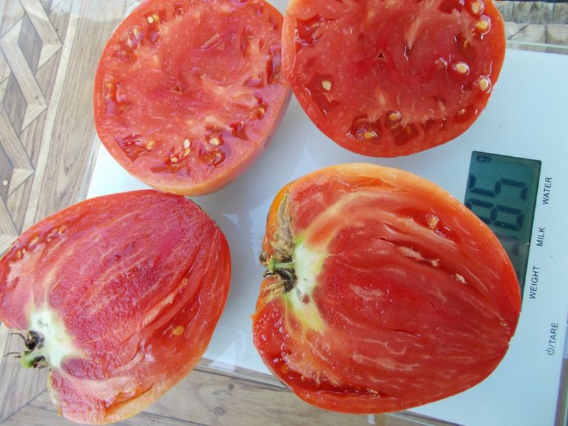  - SEMINTE ROSII - T 678 AFRICAN VINING