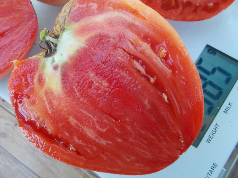  - SEMINTE ROSII - T 678 AFRICAN VINING