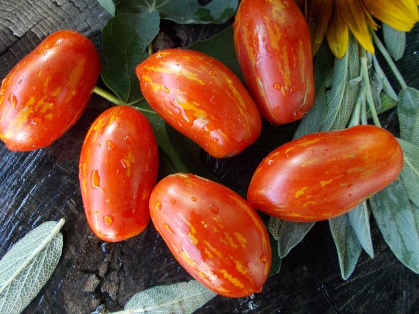  - SEMINTE ROSII - T 720 OLIVETTE STRIEE