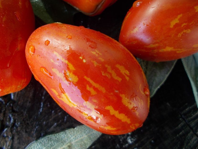  - SEMINTE ROSII - T 720 OLIVETTE STRIEE