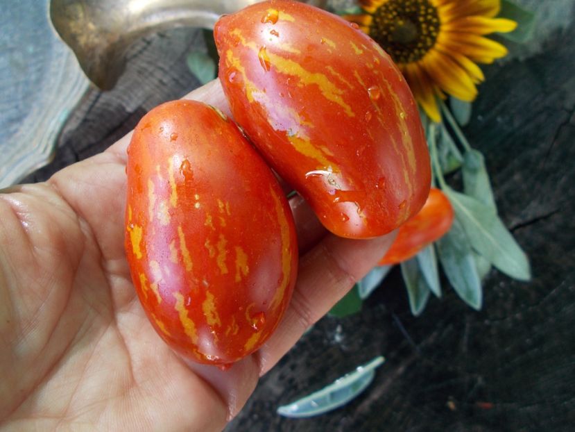  - SEMINTE ROSII - T 720 OLIVETTE STRIEE