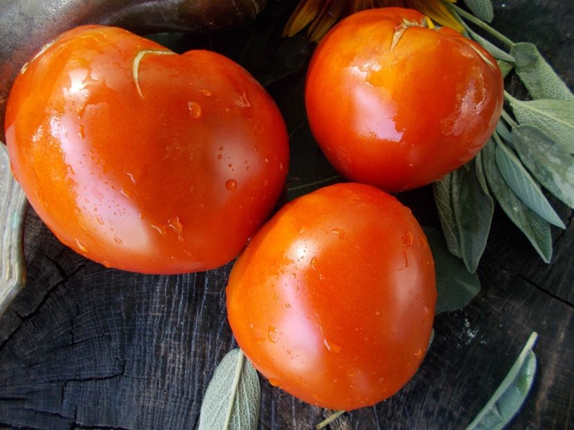  - SEMINTE ROSII - T 721 VOLOGDA