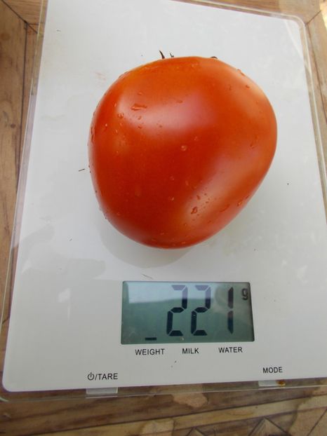  - SEMINTE ROSII - T 721 VOLOGDA