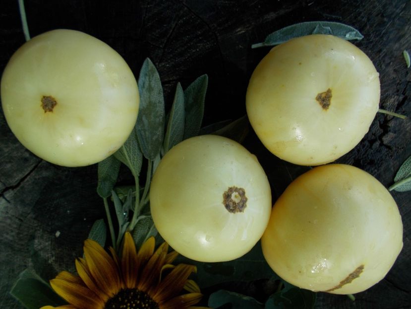  - SEMINTE ROSII - T 324 WHITE QUEEN