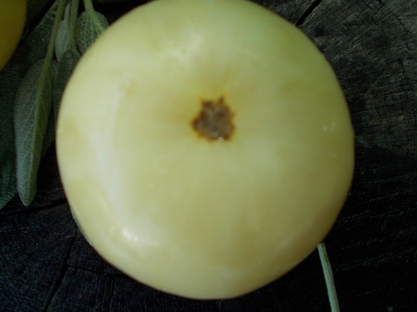  - SEMINTE ROSII - T 324 WHITE QUEEN