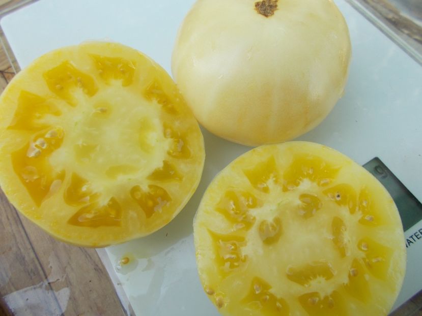  - SEMINTE ROSII - T 324 WHITE QUEEN