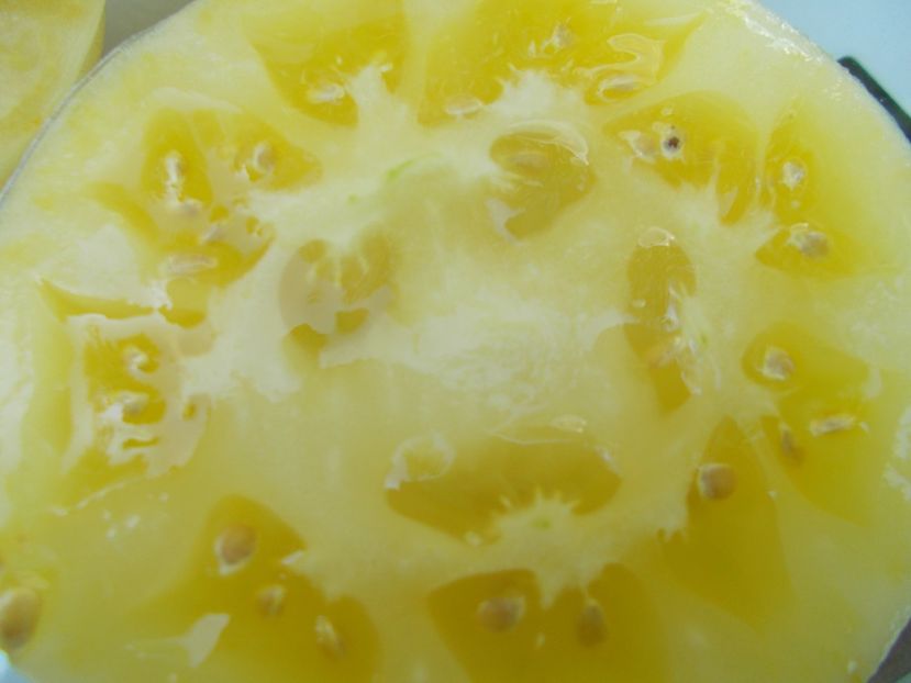  - SEMINTE ROSII - T 324 WHITE QUEEN