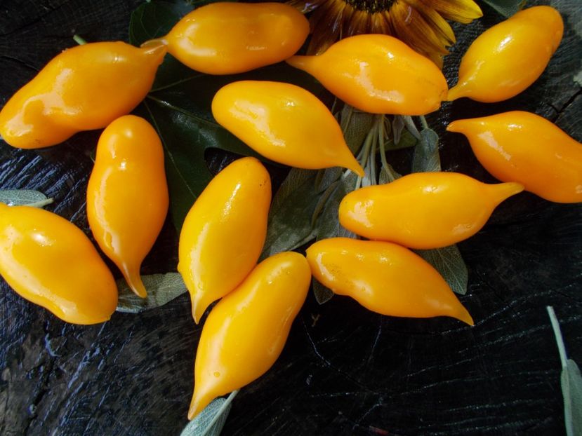  - SEMINTE ROSII - T 775 ZOLOTAYA KANAREIKA